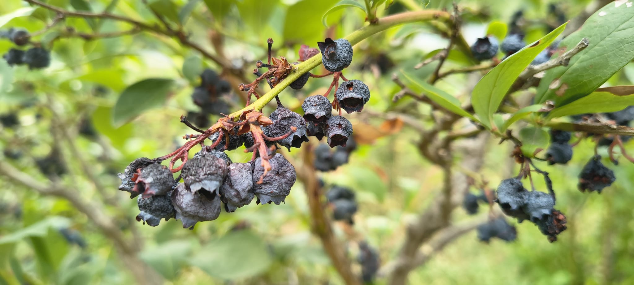 Crisi climatica e settore agricolo